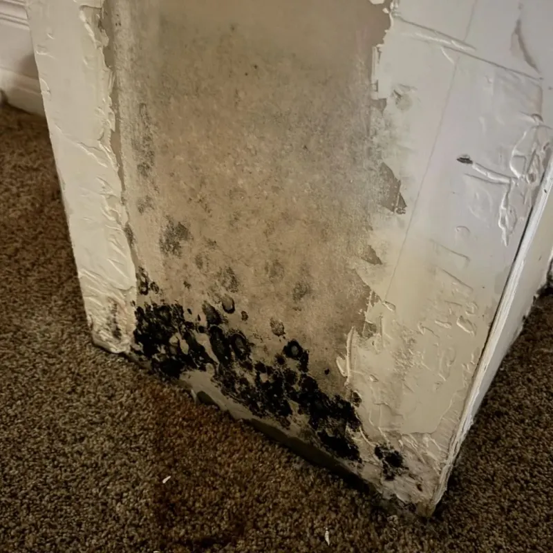 Professional Mold Removal in Wolf Lake, MI